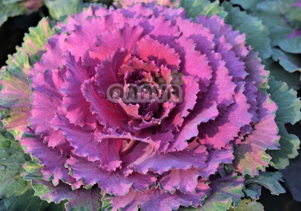 Brassica oleracea Pigeon Purple
