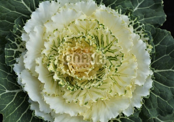 Brassica oleracea Pigeon White