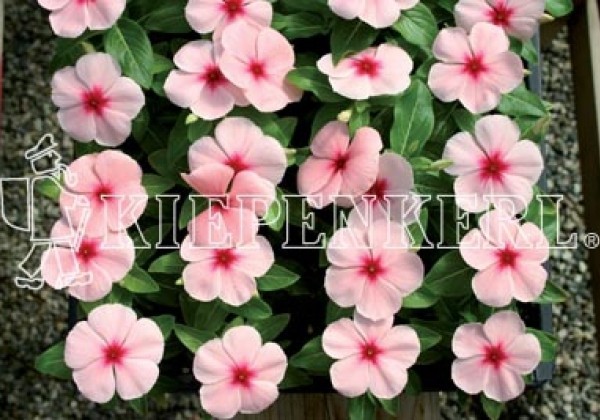 Catharanthus roseus Atlantis Apricot