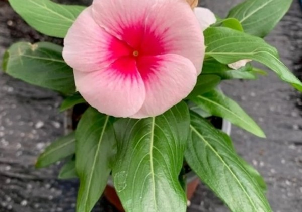 Catharanthus roseus Cora XDR Blush Splash