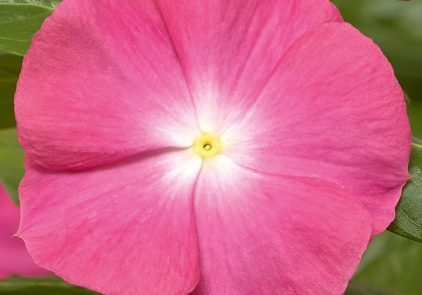 Catharanthus roseus Cora XDR Pink Halo