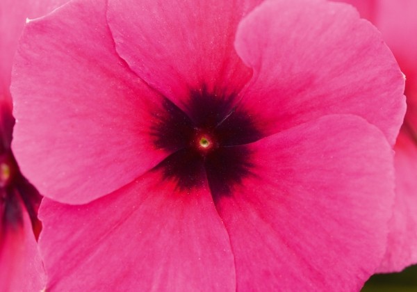 Catharanthus roseus Tattoo Raspberry