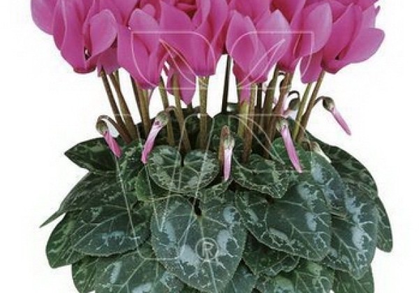 Cyclamen persicum Metis Deep Rose