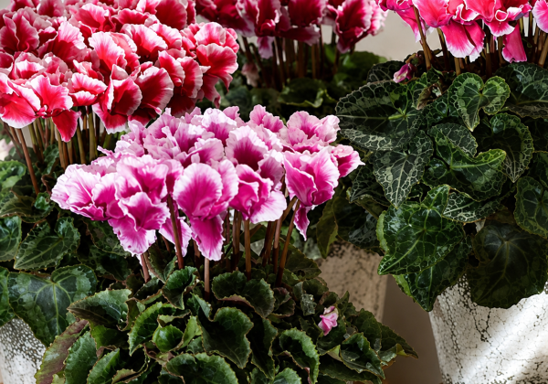 Cyclamen persicum Metis Abanico Mix