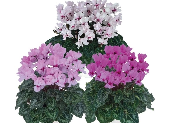 Cyclamen persicum Petit Moulin  F1 Mix