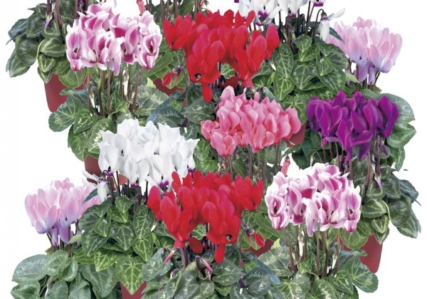 Cyclamen persicum Super Serie Compact Mix