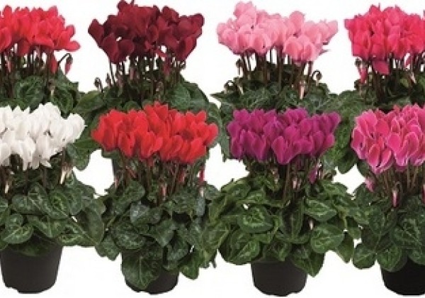 Cyclamen persicum Super Serie Carino Mix