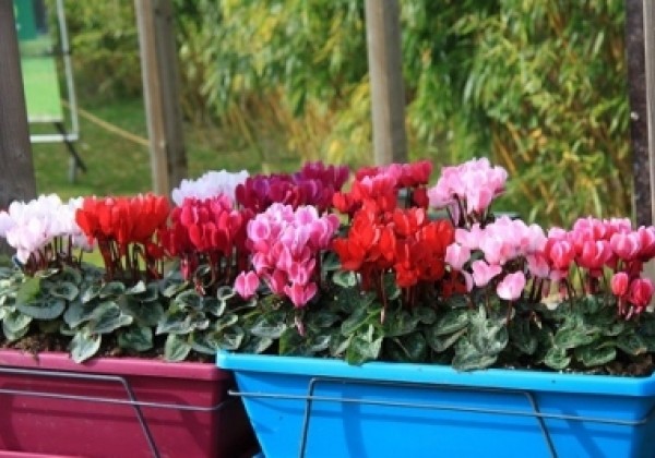 Cyclamen persicum Super Serie Verano Garden Mix
