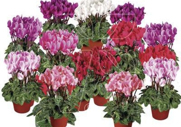 Cyclamen persicum Super Serie Verano Mix