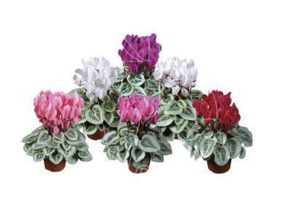Cyclamen persicum Super Serie Da Vinci Mix