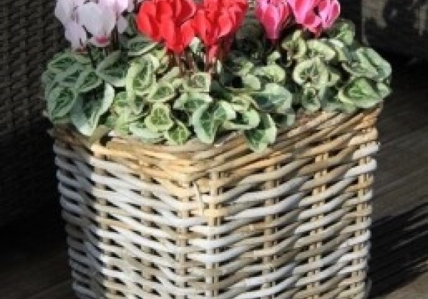 Cyclamen persicum Super Serie Picasso Garden Mix
