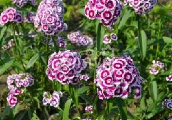 Dianthus barbatus Sweet Purple White Bicolor
