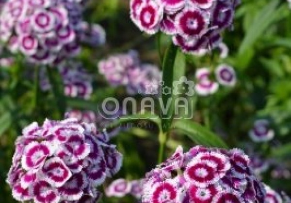 Dianthus barbatus Sweet Purple White Bicolor