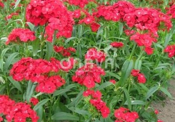 Dianthus barbatus Sweet Scarlet