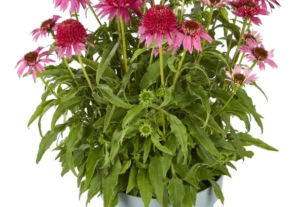 Echinacea purpurea Papallo Semi Double Rose