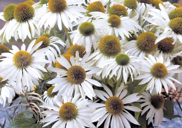 Echinacea purpurea Primadonna White | Sēklas | Onava.lv