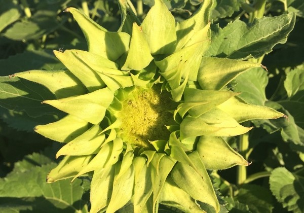 Helianthus annuus SunFill
