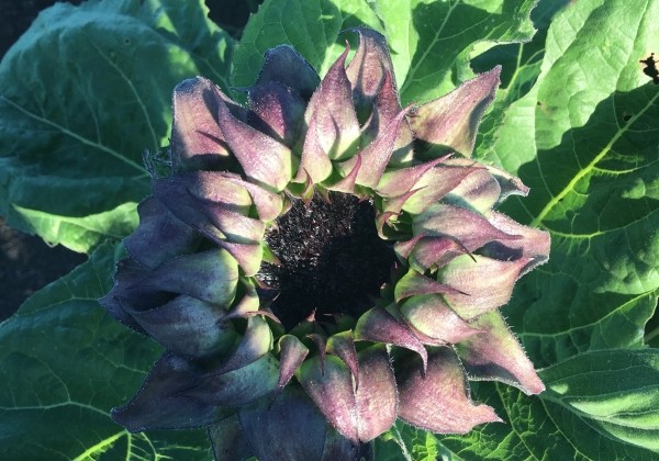 Helianthus annuus SunFill