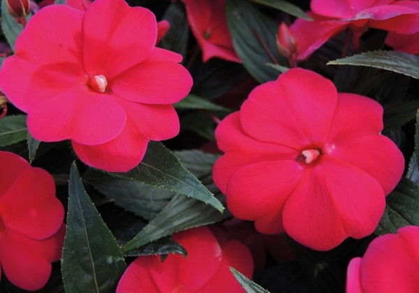 Impatiens Neu-Guinea Magnifico Cherry