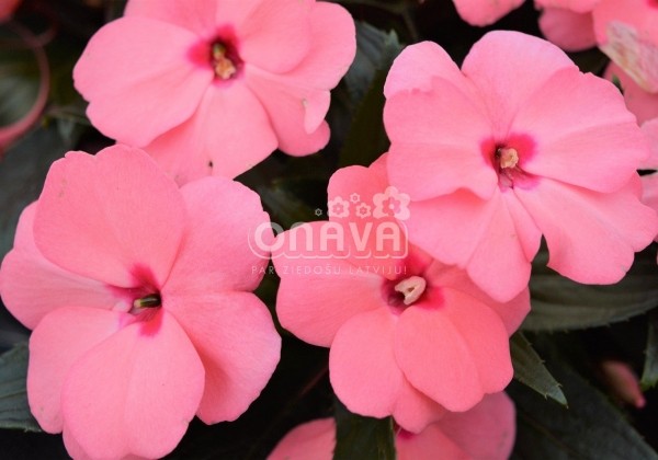Impatiens Neu-Guinea Magnifico Soft Pink
