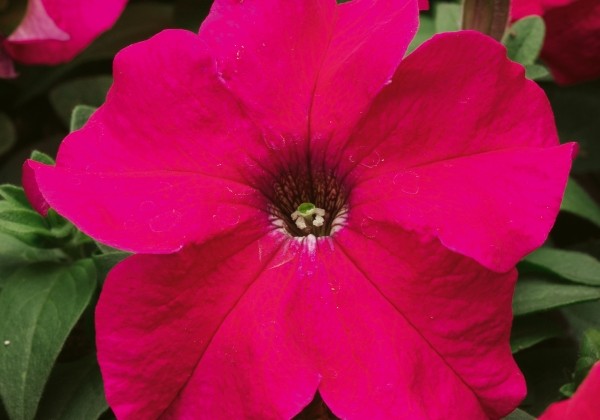 Petunia grandiflora Musica Rose