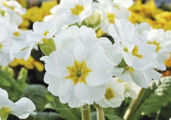 Primula elatior Inara White