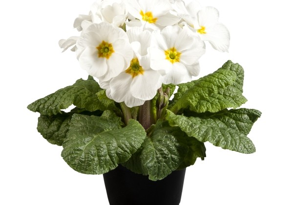 Primula elatior Inara Late White