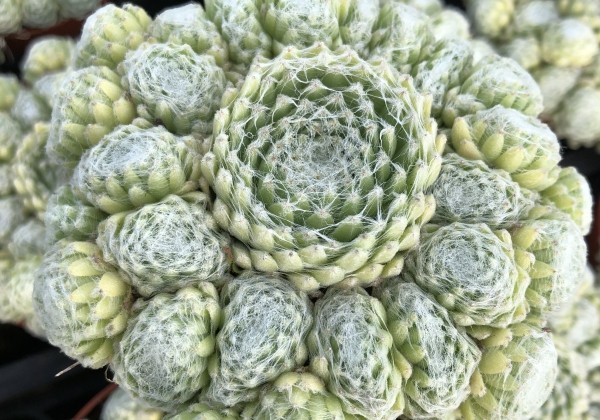 Sempervivum arachnoideum L. Colorockz Summer Frost