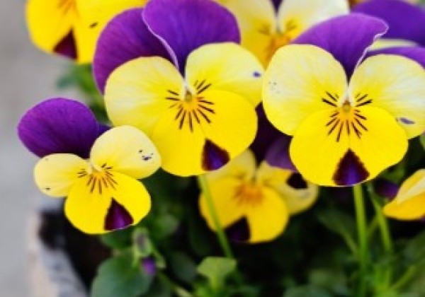 Viola cornuta Twix Yellow Lilac Wing