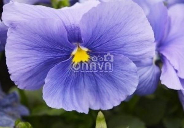 Viola wittrockiana Carneval Early Azure