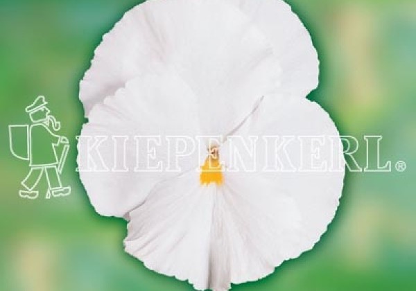 Viola wittrockiana Carneval Early Clear White