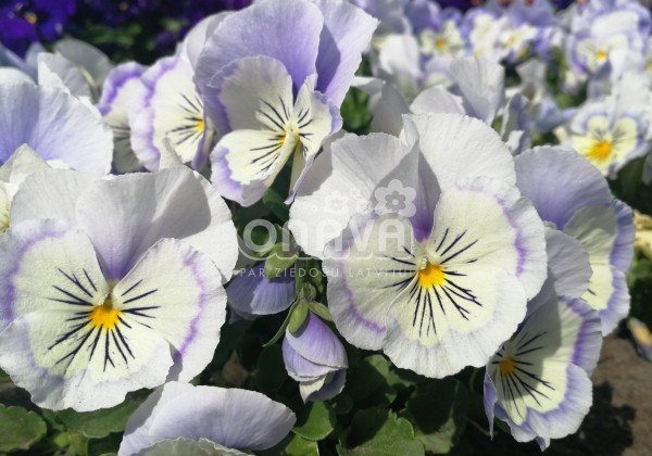 Viola wittrockiana Carneval Early Marina
