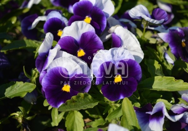 Viola wittrockiana Carneval Beaconsfield