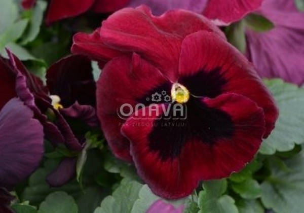 Viola wittrockiana Carneval Rose with Blotch
