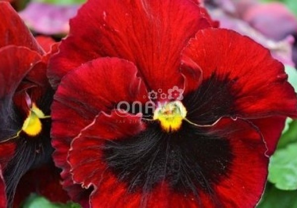 Viola wittrockiana Carneval Scarlet with Blotch