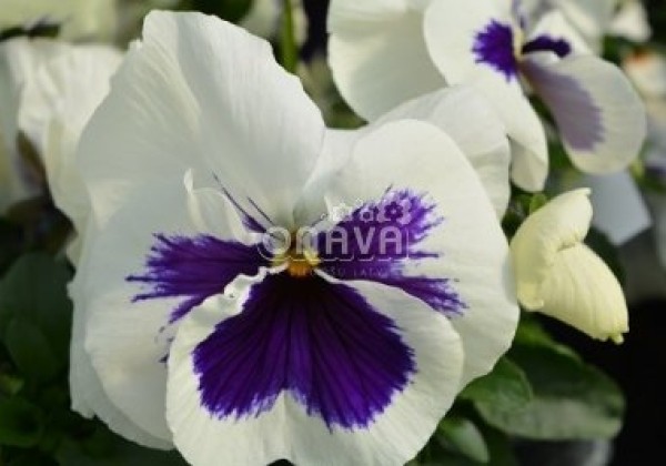 Viola wittrockiana Carneval White with Blotch