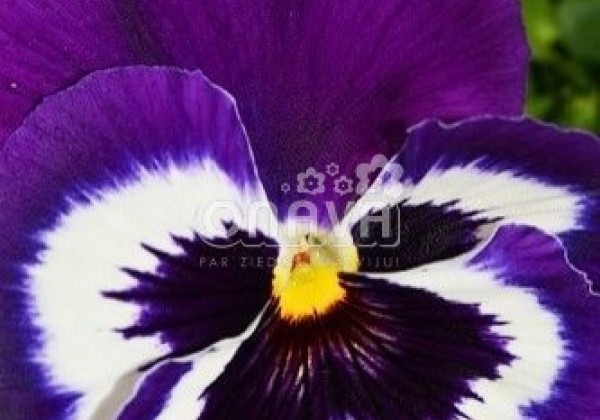 Viola wittrockiana Mega Star Violet Face