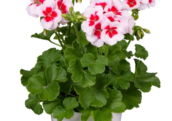 Pelargonium interspecific TWOinONE White Splash 26 (XXL)