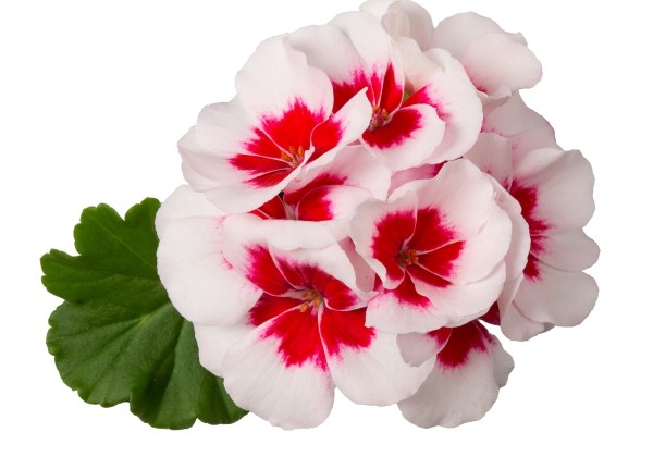 Pelargonium interspecific TWOinONE White Splash 26 (XXL)
