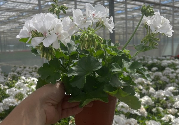 Pelargonium interspecific TWOinONE White 26 (XXL)
