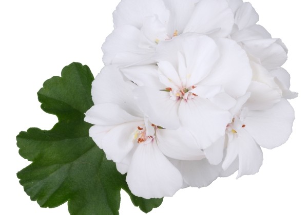 Pelargonium interspecific TWOinONE White 26 (XXL)