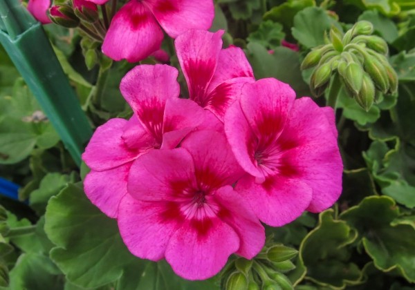 Pelargonium interspecific TWOinONE Hot Pink Splash (XXL)