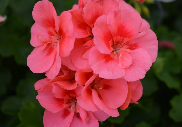 Pelargonium interspecific TWOinONE Peach (XXL)