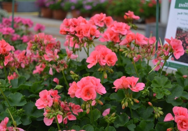 Pelargonium interspecific TWOinONE Peach (XXL)