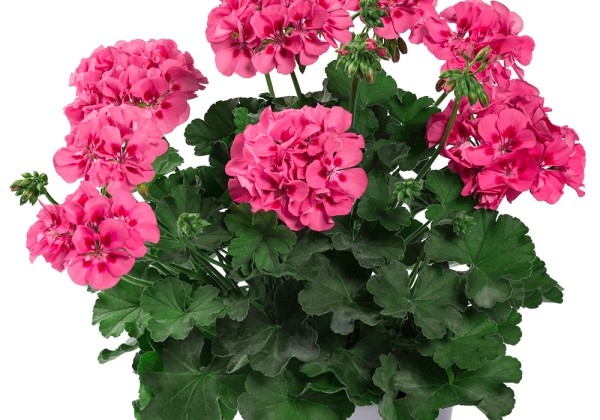 Pelargonium interspecific TWOinONE Pink Splash (XXL)