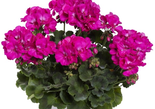 Pelargonium interspecific TWOinONE Violet (XXL)