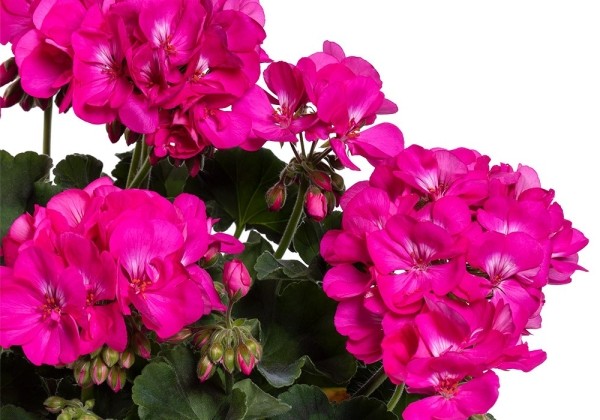 Pelargonium interspecific TWOinONE Violet (XXL)