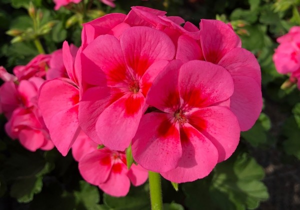 Pelargonium interspecific TWOinONE Patio Pink Eye (XXL)