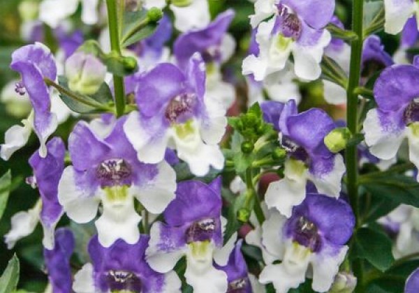 Angelonia gardneri Angelos Blue & White 2027 (12 cm)