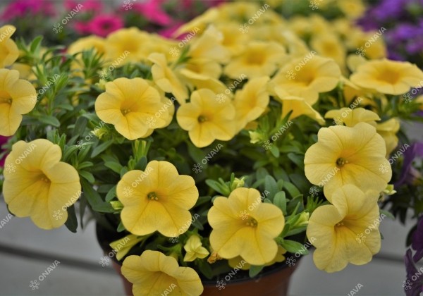 Calibrachoa hybrida PortuCal (Calicushion) Compact Lemon (12cm)